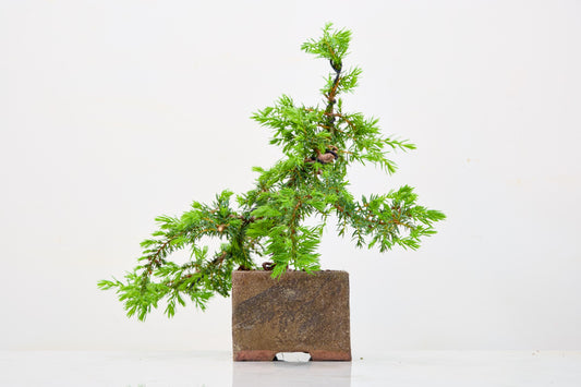 Juniper -Juniperus - Bonsai Starter -  Cube Pot