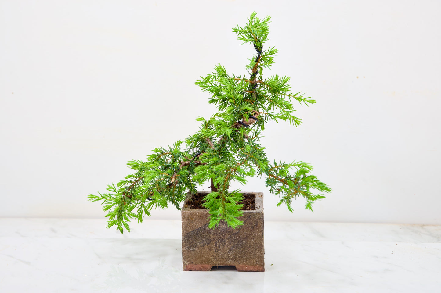 Juniper -Juniperus - Bonsai Starter -  Cube Pot