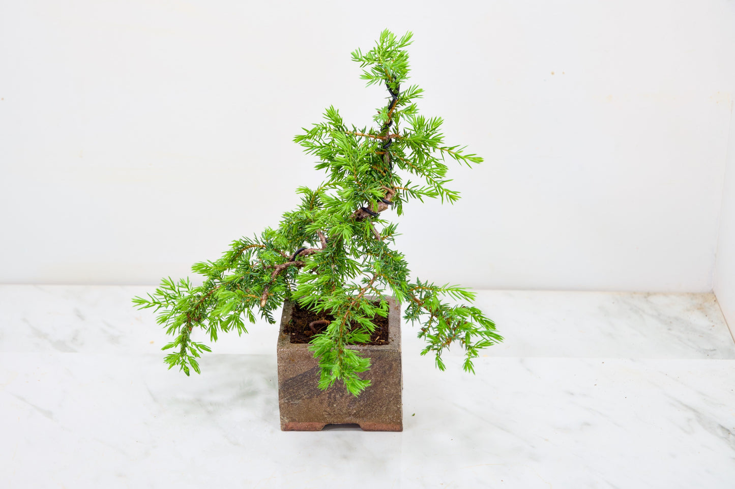 Juniper -Juniperus - Bonsai Starter -  Cube Pot