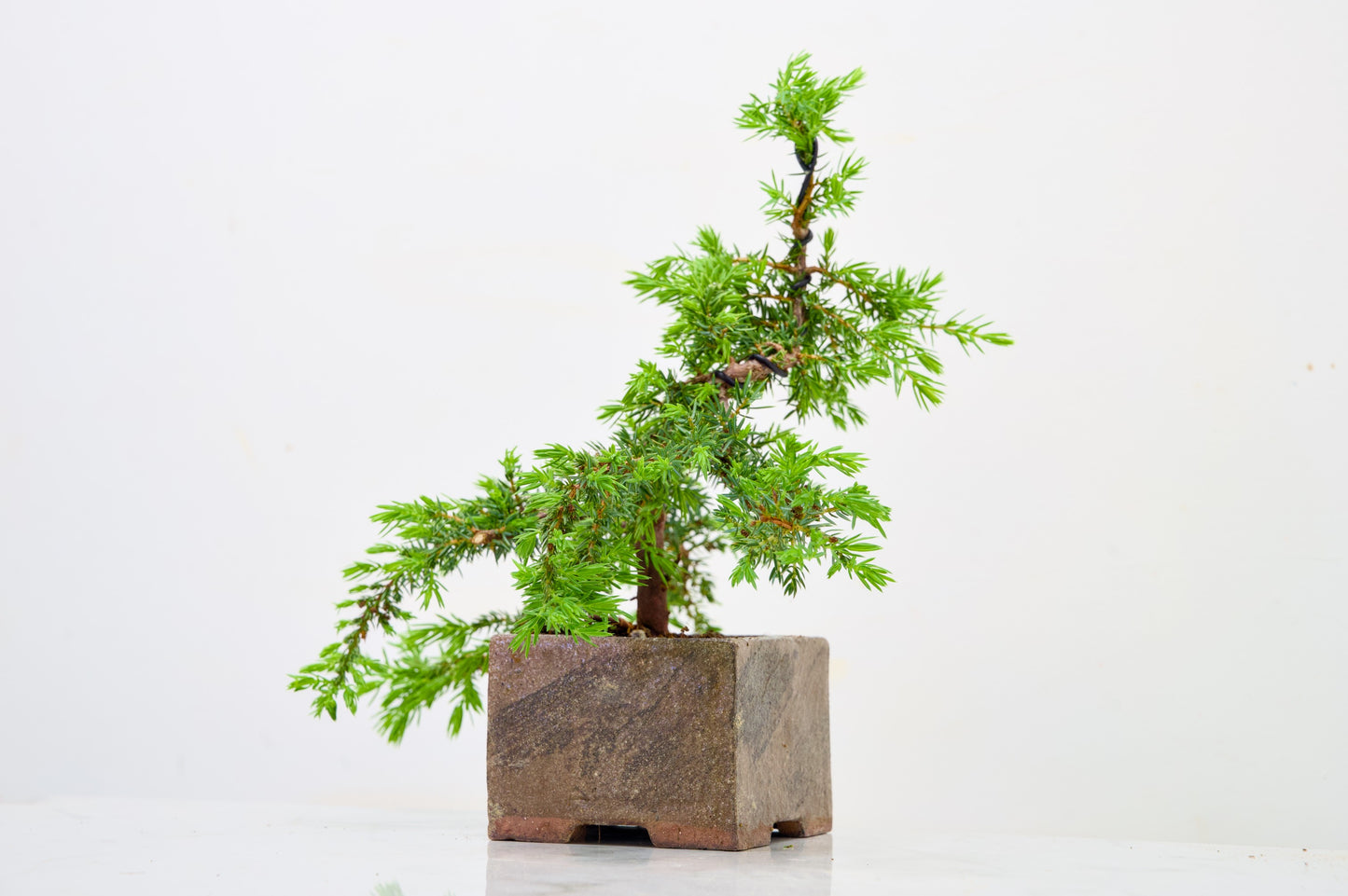 Juniper -Juniperus - Bonsai Starter -  Cube Pot