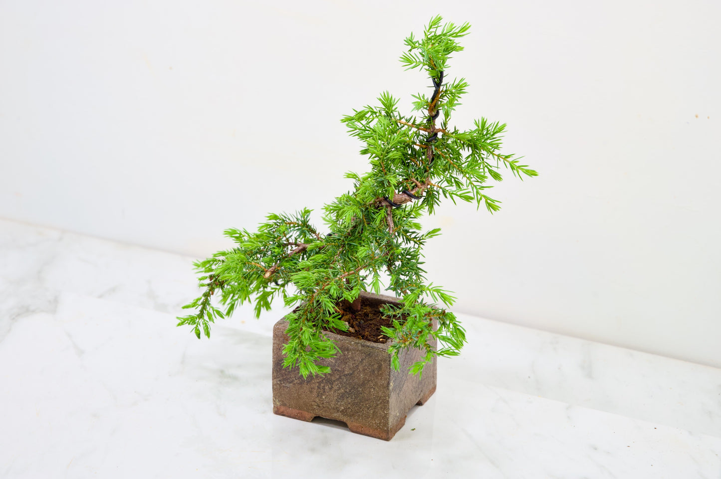 Juniper -Juniperus - Bonsai Starter -  Cube Pot