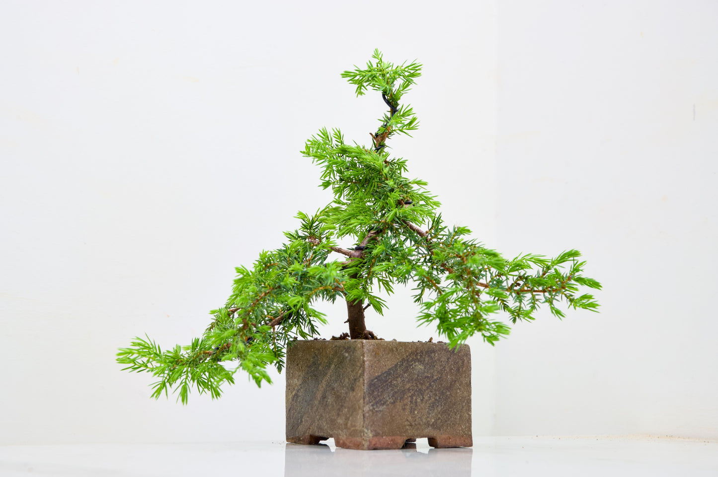 Juniper -Juniperus - Bonsai Starter -  Cube Pot