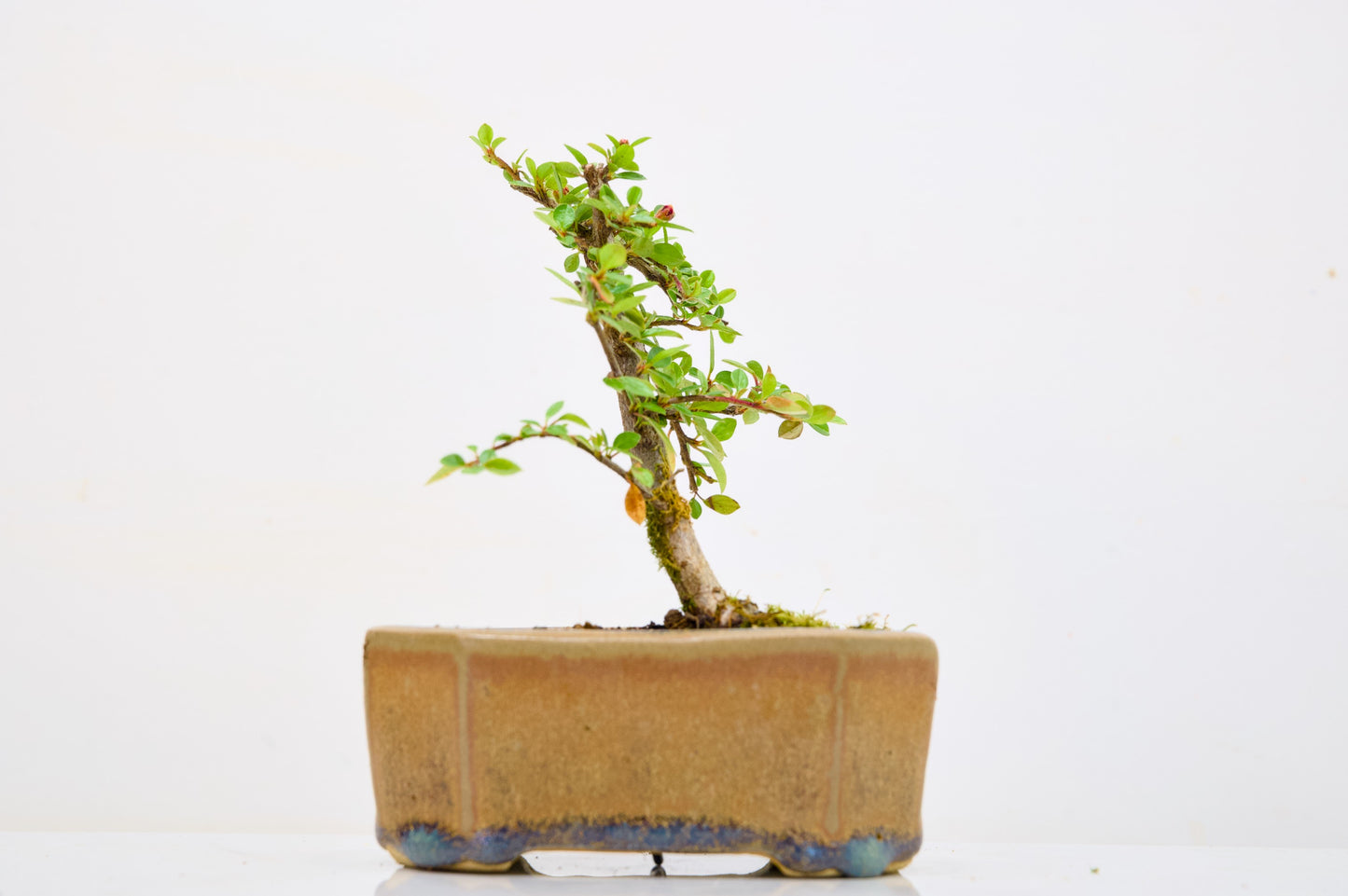 Cotoneaster Bonsai Tree