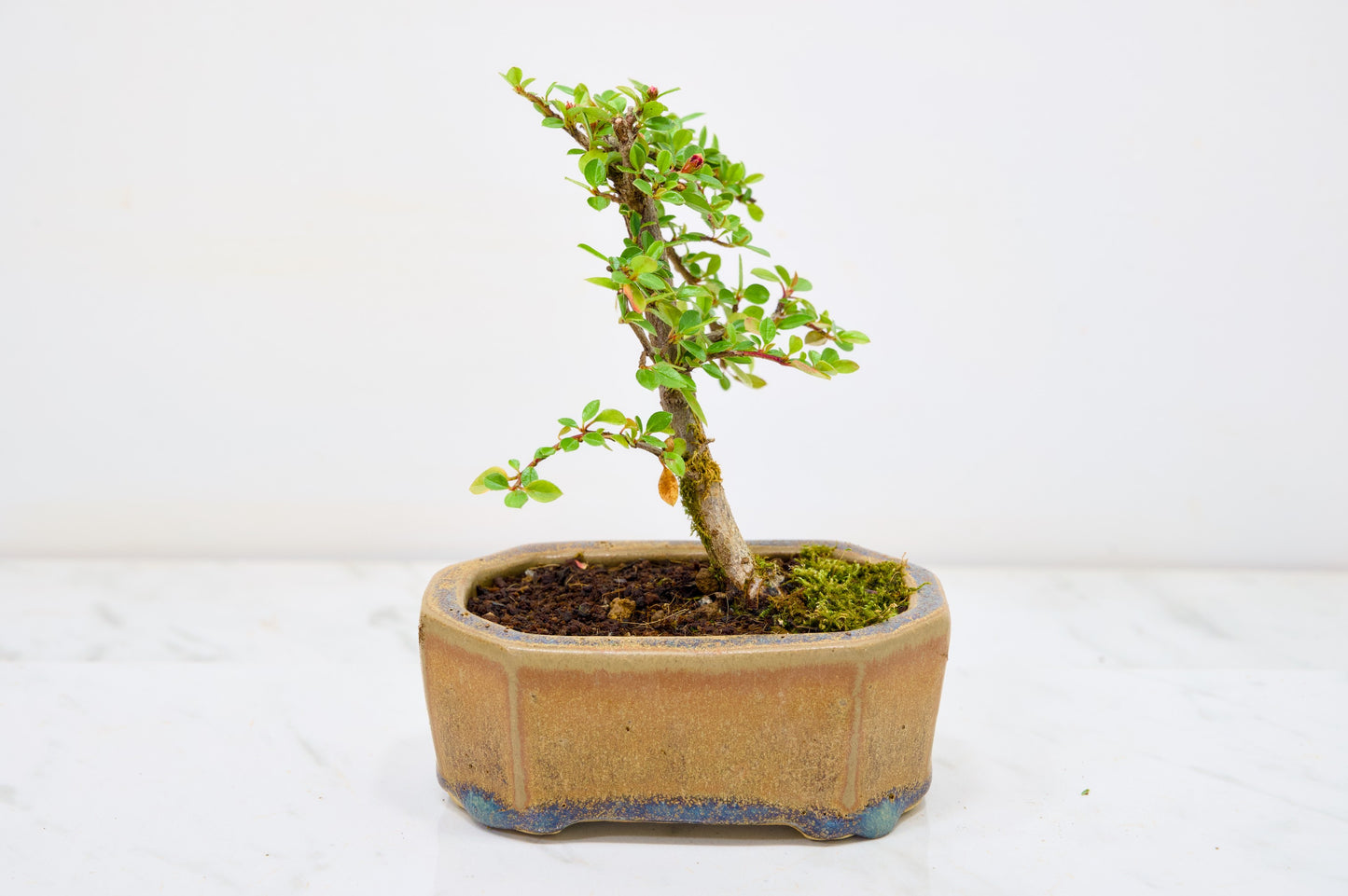Cotoneaster Bonsai Tree