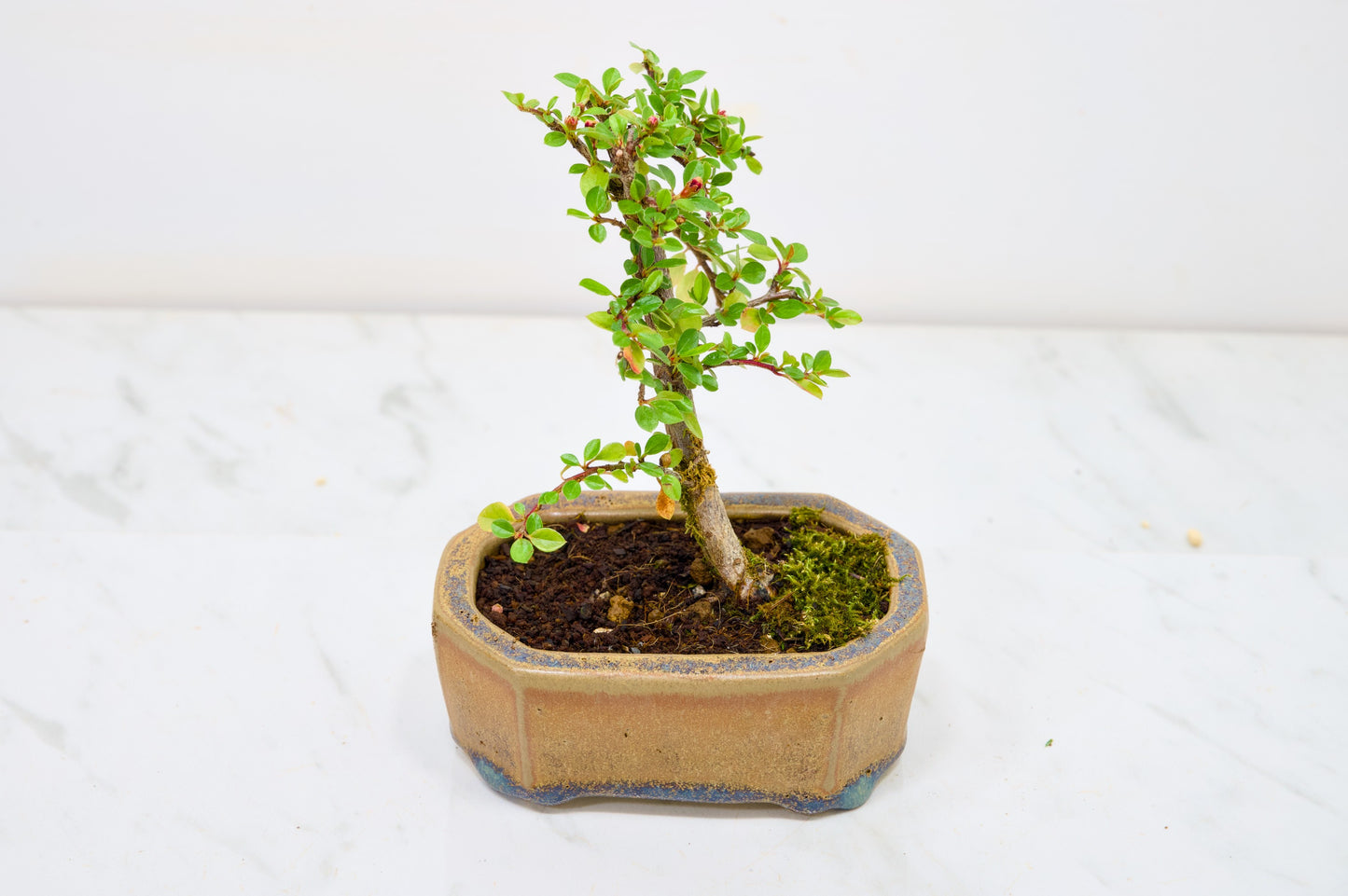 Cotoneaster Bonsai Tree