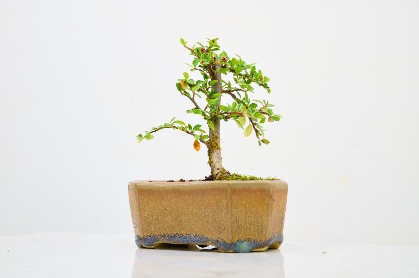 Cotoneaster Bonsai Tree