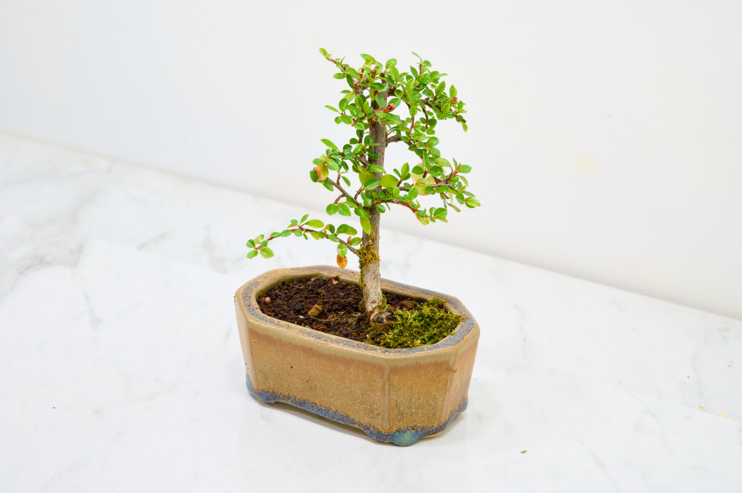 Cotoneaster Bonsai Tree