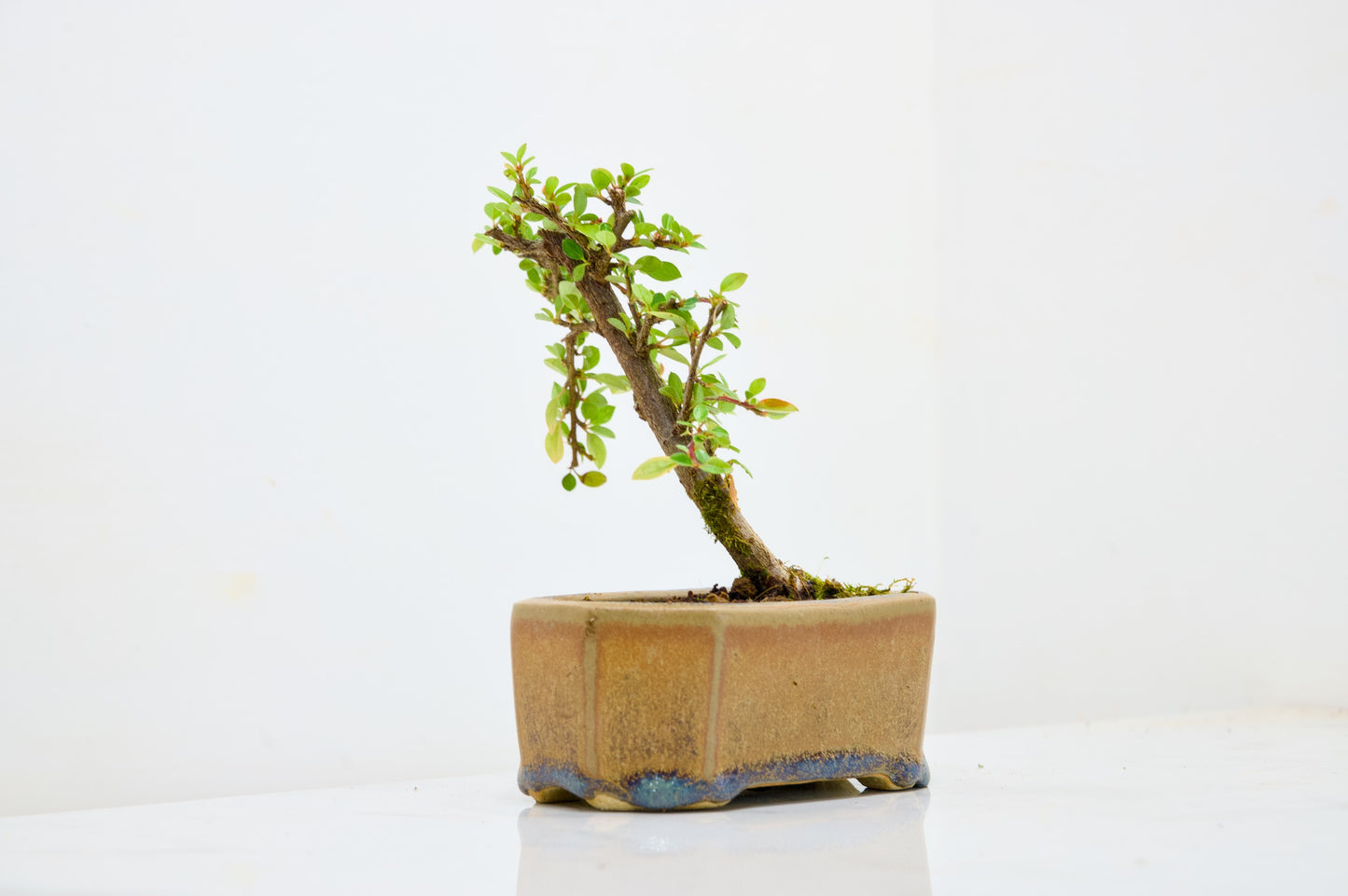 Cotoneaster Bonsai Tree