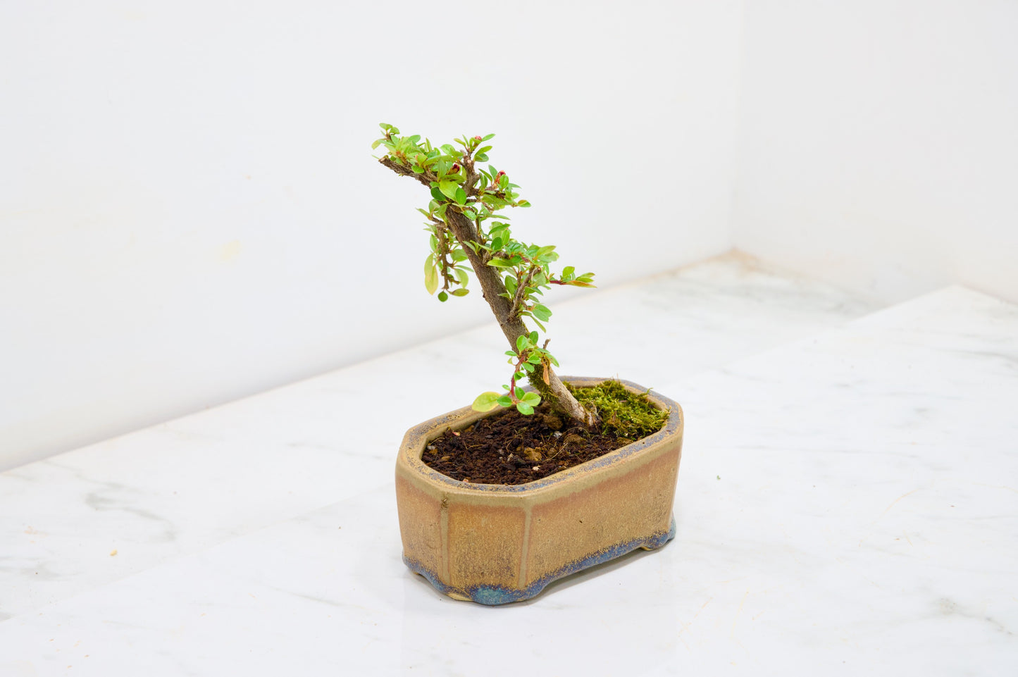 Cotoneaster Bonsai Tree