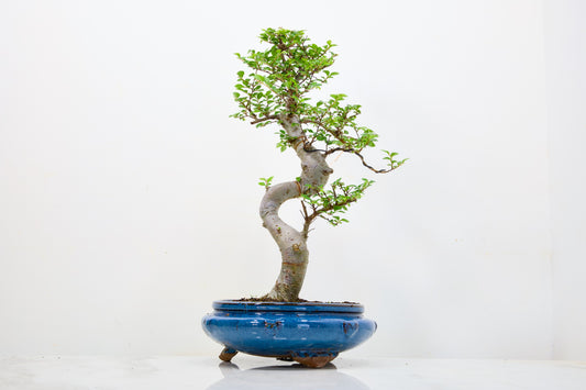 Chinese Elm Bonsai and Care Kit in 21cm Blue Round Ceramic Pot