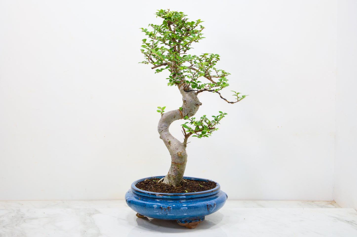 Chinese Elm Bonsai and Care Kit in 21cm Blue Round Ceramic Pot