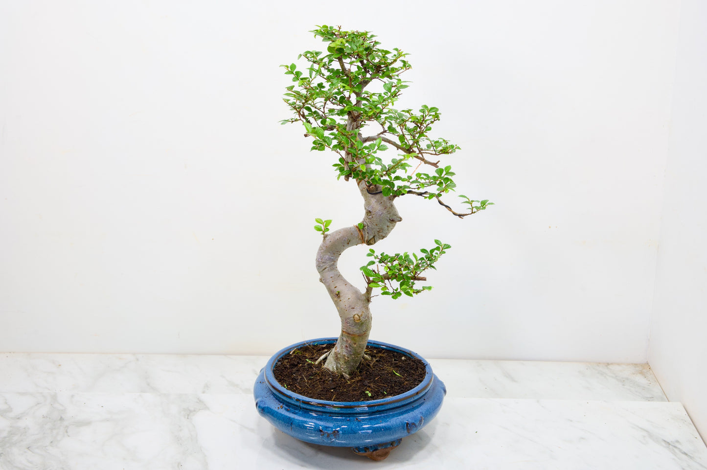 Chinese Elm Bonsai and Care Kit in 21cm Blue Round Ceramic Pot