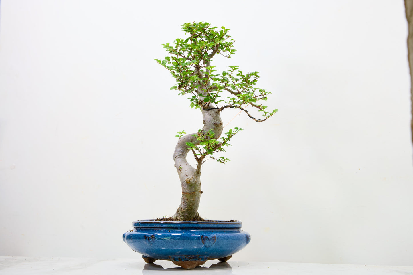 Chinese Elm Bonsai and Care Kit in 21cm Blue Round Ceramic Pot