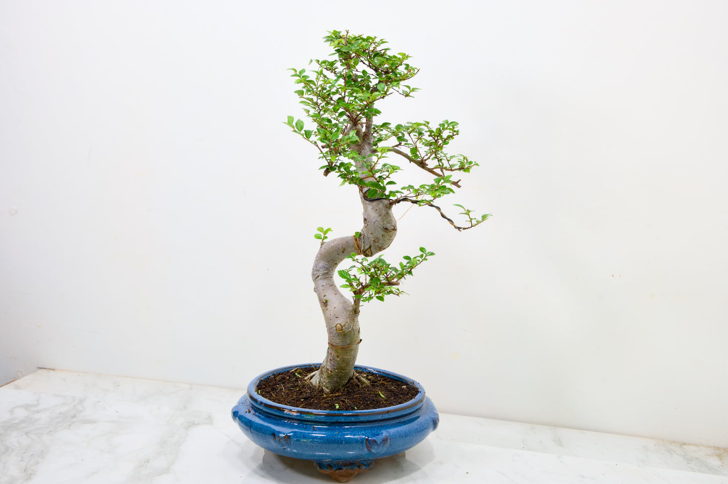 Chinese Elm Bonsai and Care Kit in 21cm Blue Round Ceramic Pot