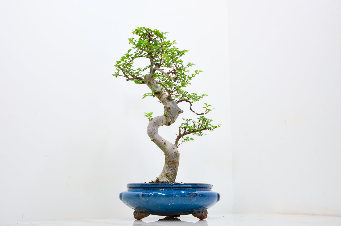 Chinese Elm Bonsai and Care Kit in 21cm Blue Round Ceramic Pot