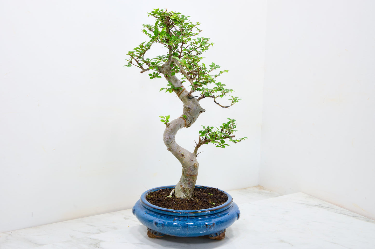 Chinese Elm Bonsai and Care Kit in 21cm Blue Round Ceramic Pot