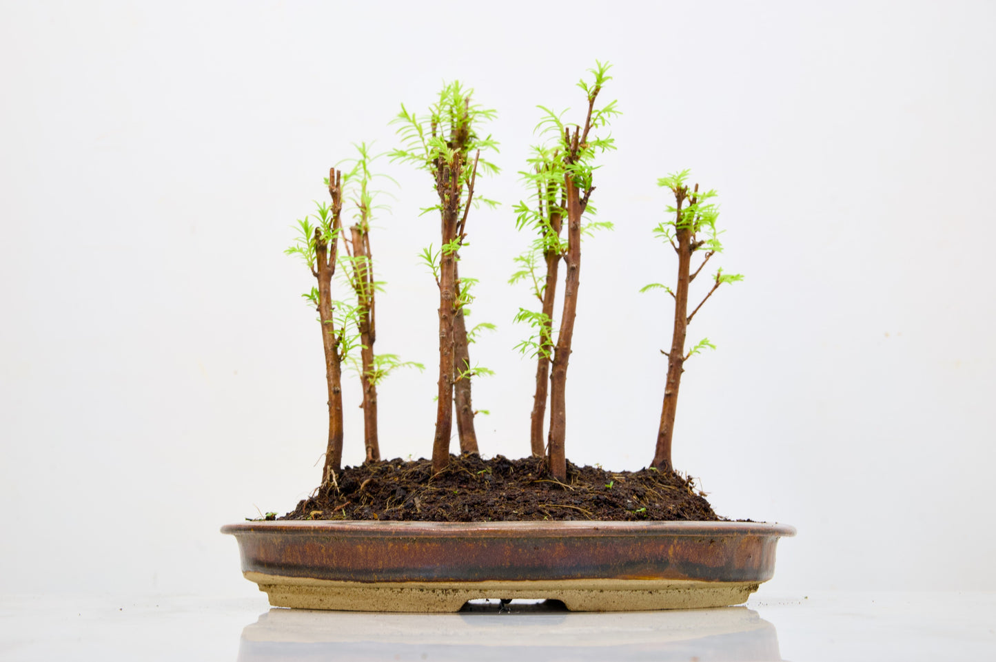 Dawn Redwood Bonsai 7 Tree Group Planting
