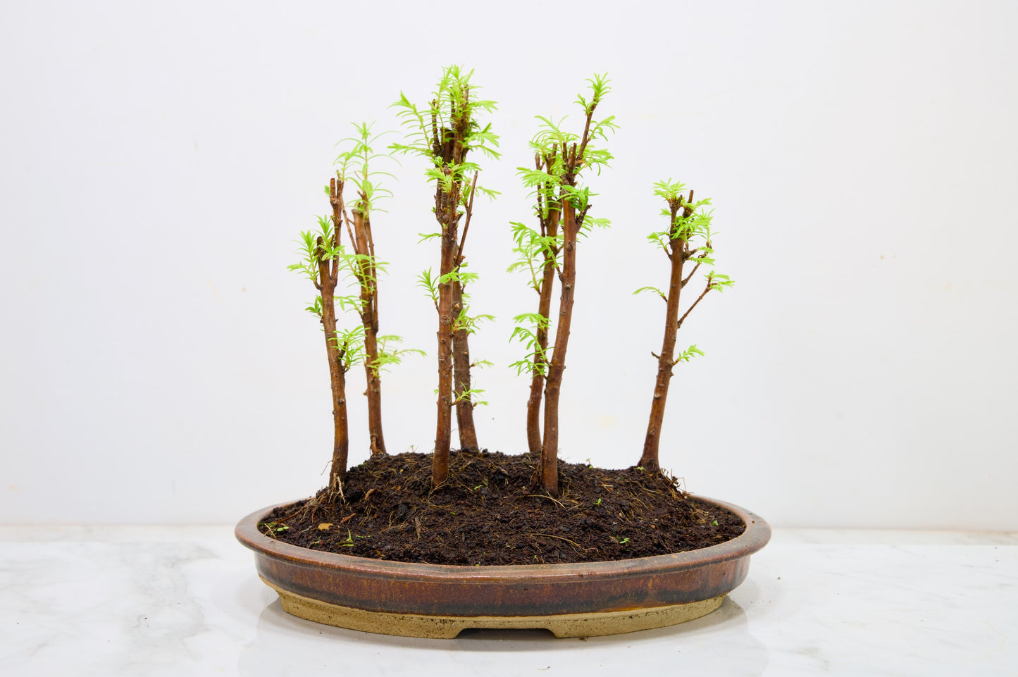 Dawn Redwood Bonsai 7 Tree Group Planting