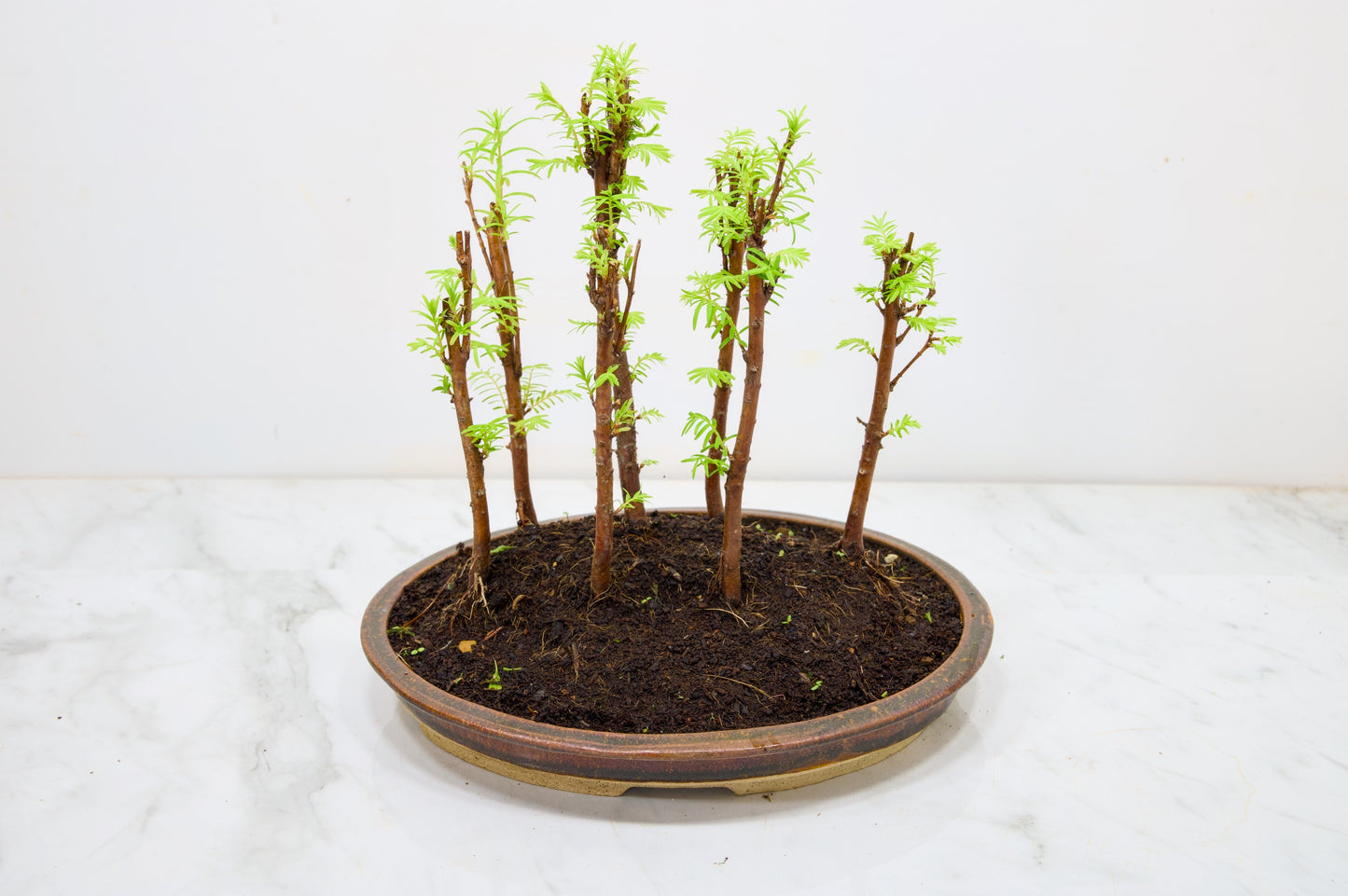Dawn Redwood Bonsai 7 Tree Group Planting
