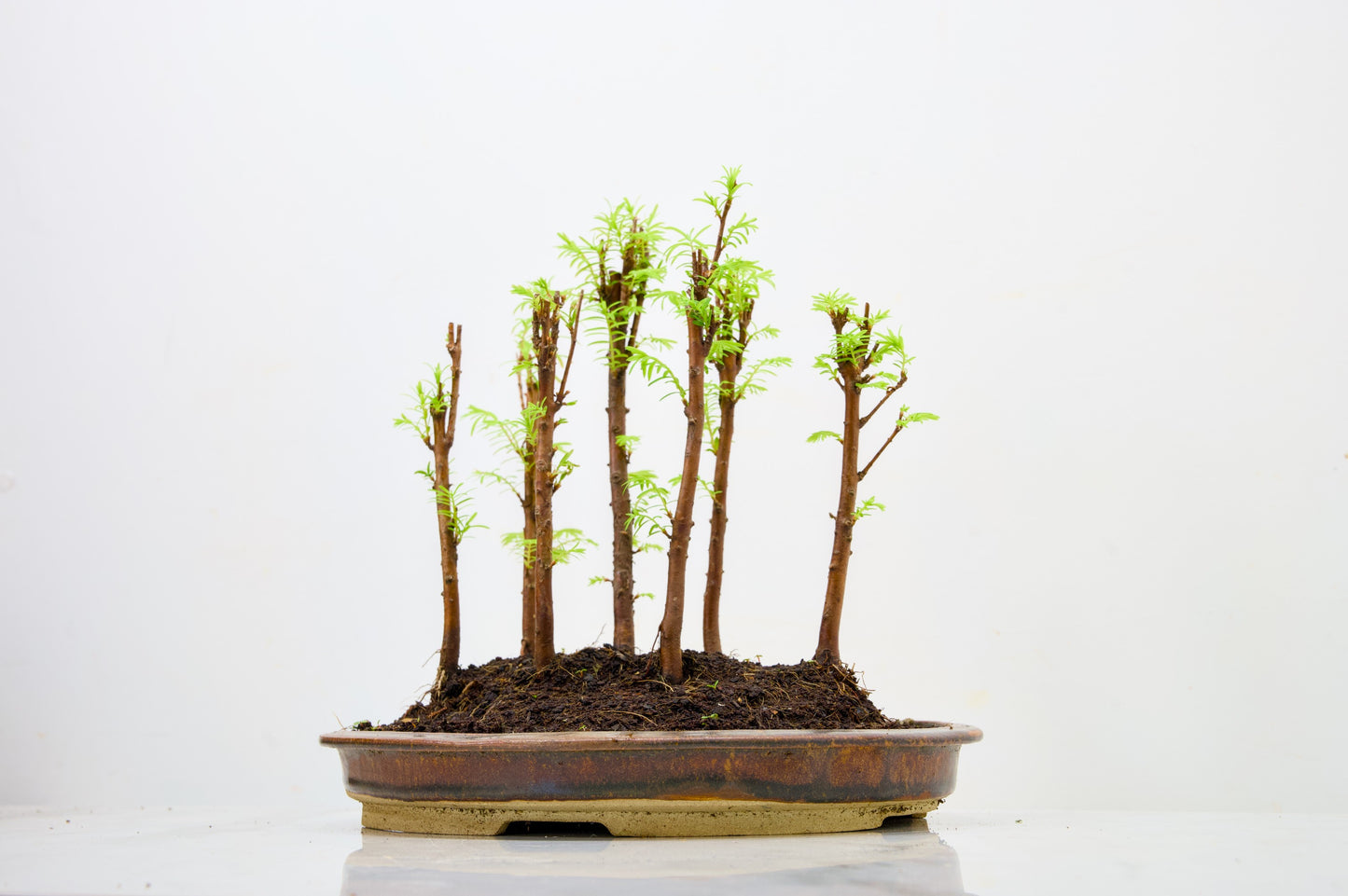 Dawn Redwood Bonsai 7 Tree Group Planting