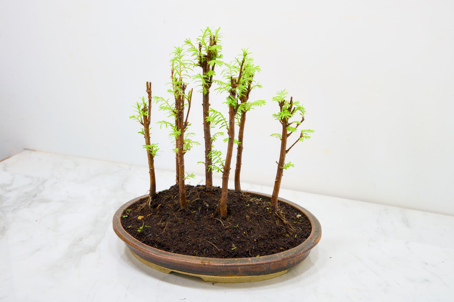 Dawn Redwood Bonsai 7 Tree Group Planting