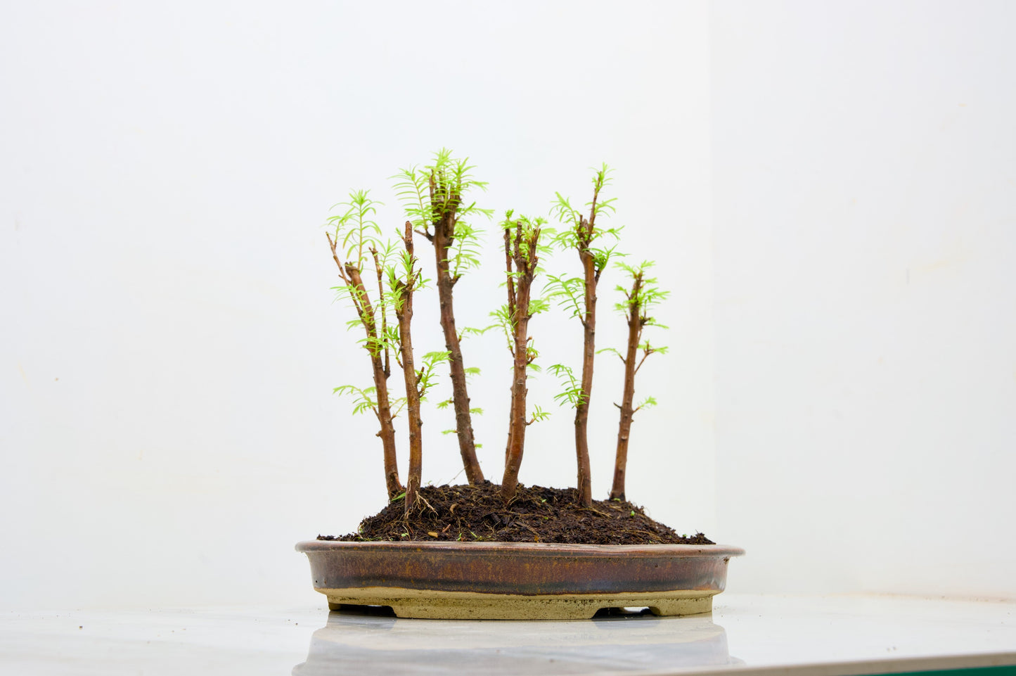 Dawn Redwood Bonsai 7 Tree Group Planting