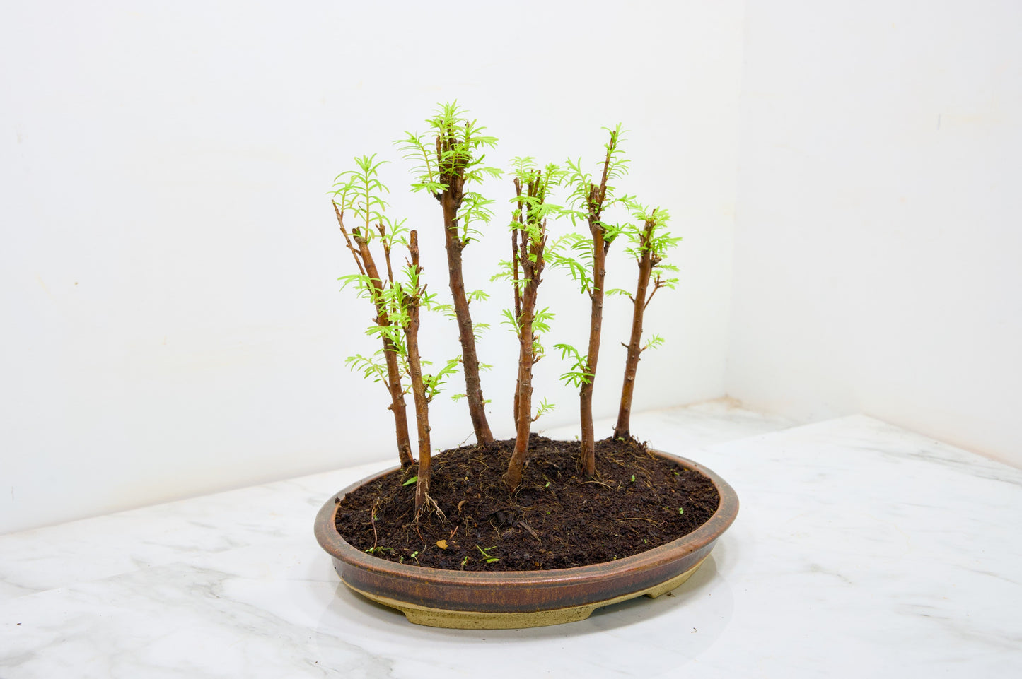 Dawn Redwood Bonsai 7 Tree Group Planting