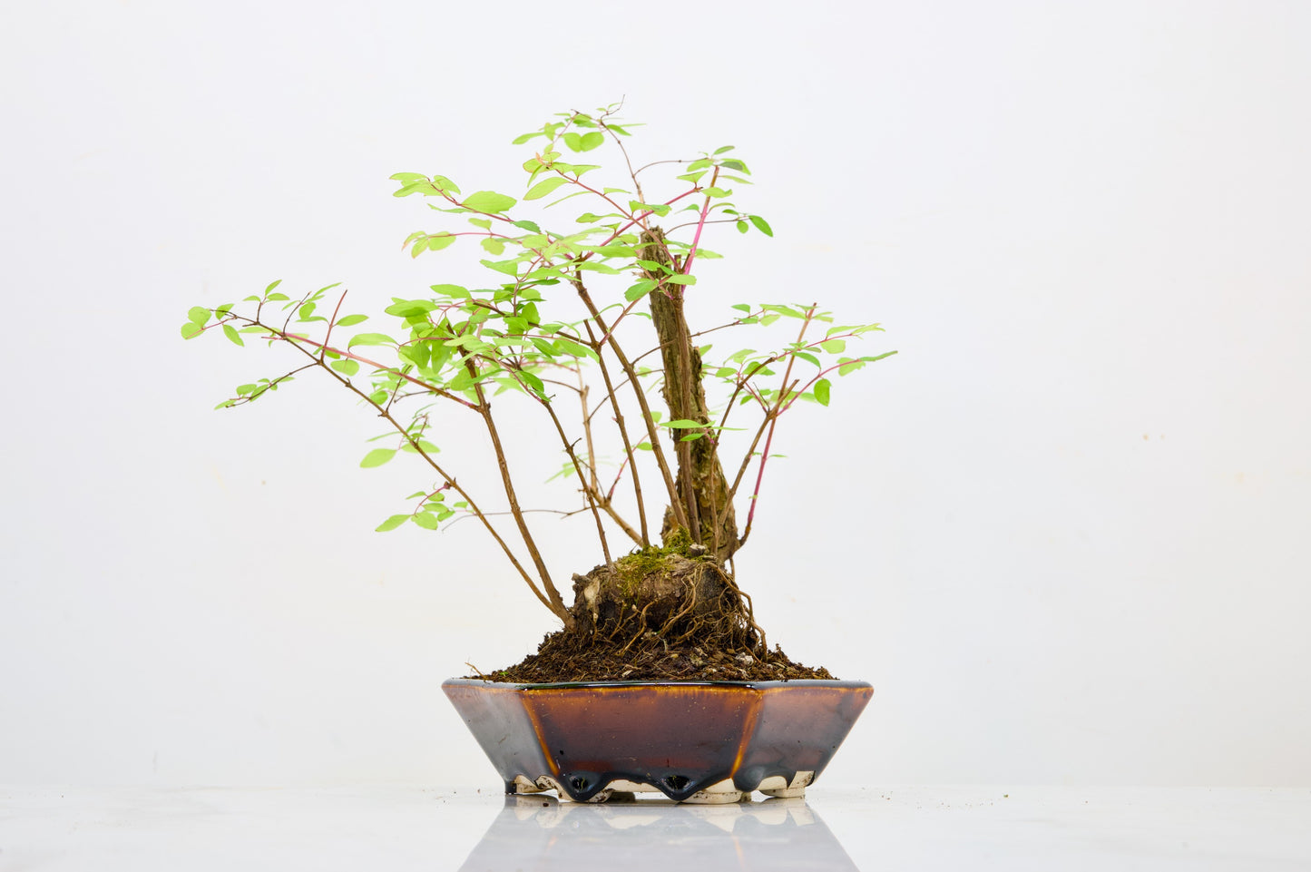Snow berry - symphoricarpos Bonsai Tree