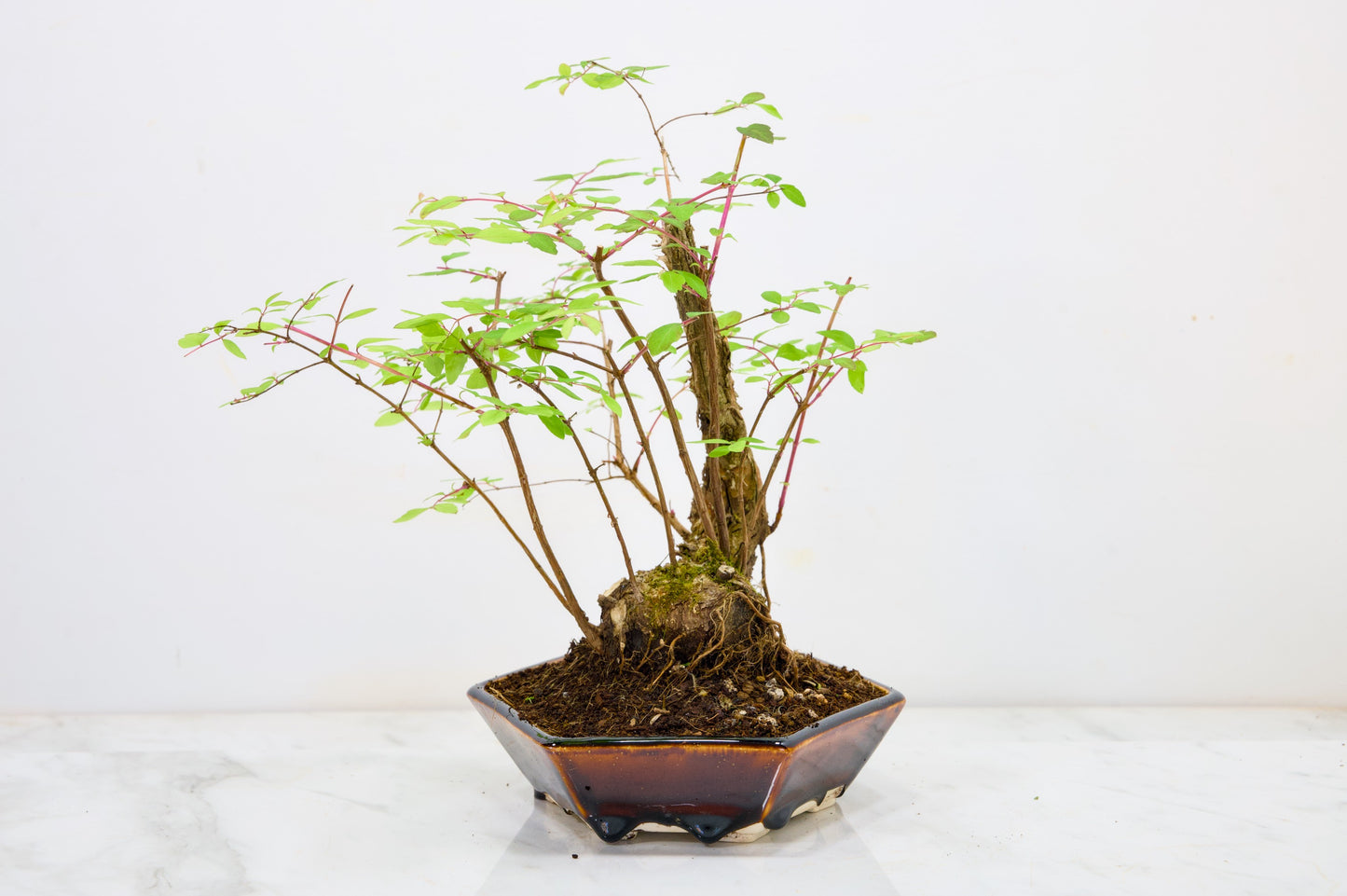 Snow berry - symphoricarpos Bonsai Tree