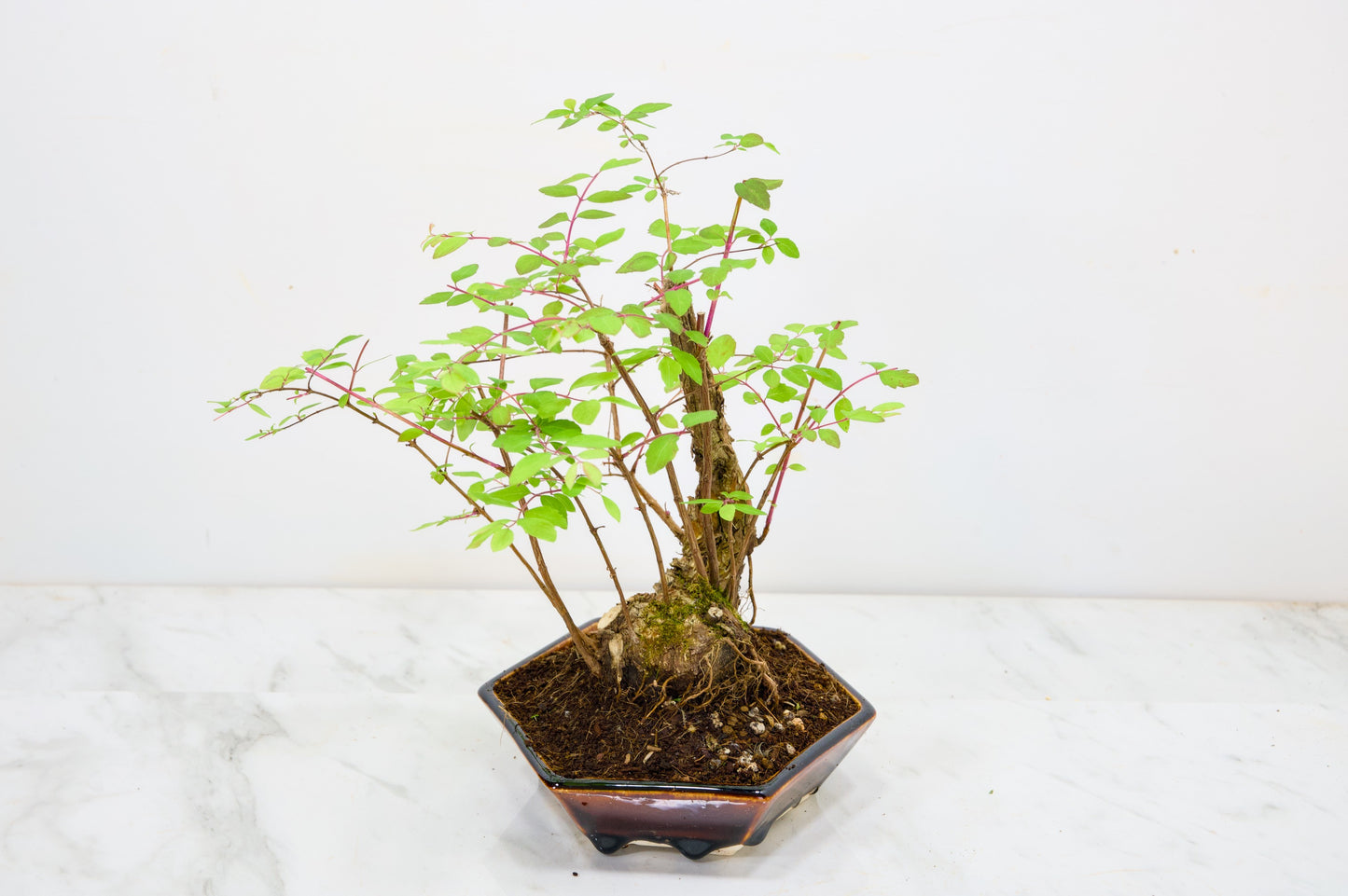 Snow berry - symphoricarpos Bonsai Tree