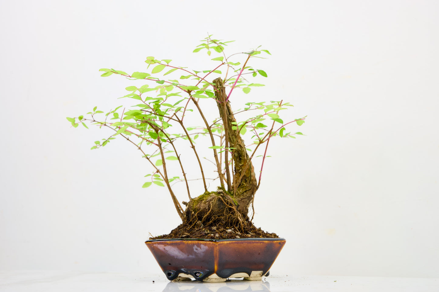 Snow berry - symphoricarpos Bonsai Tree