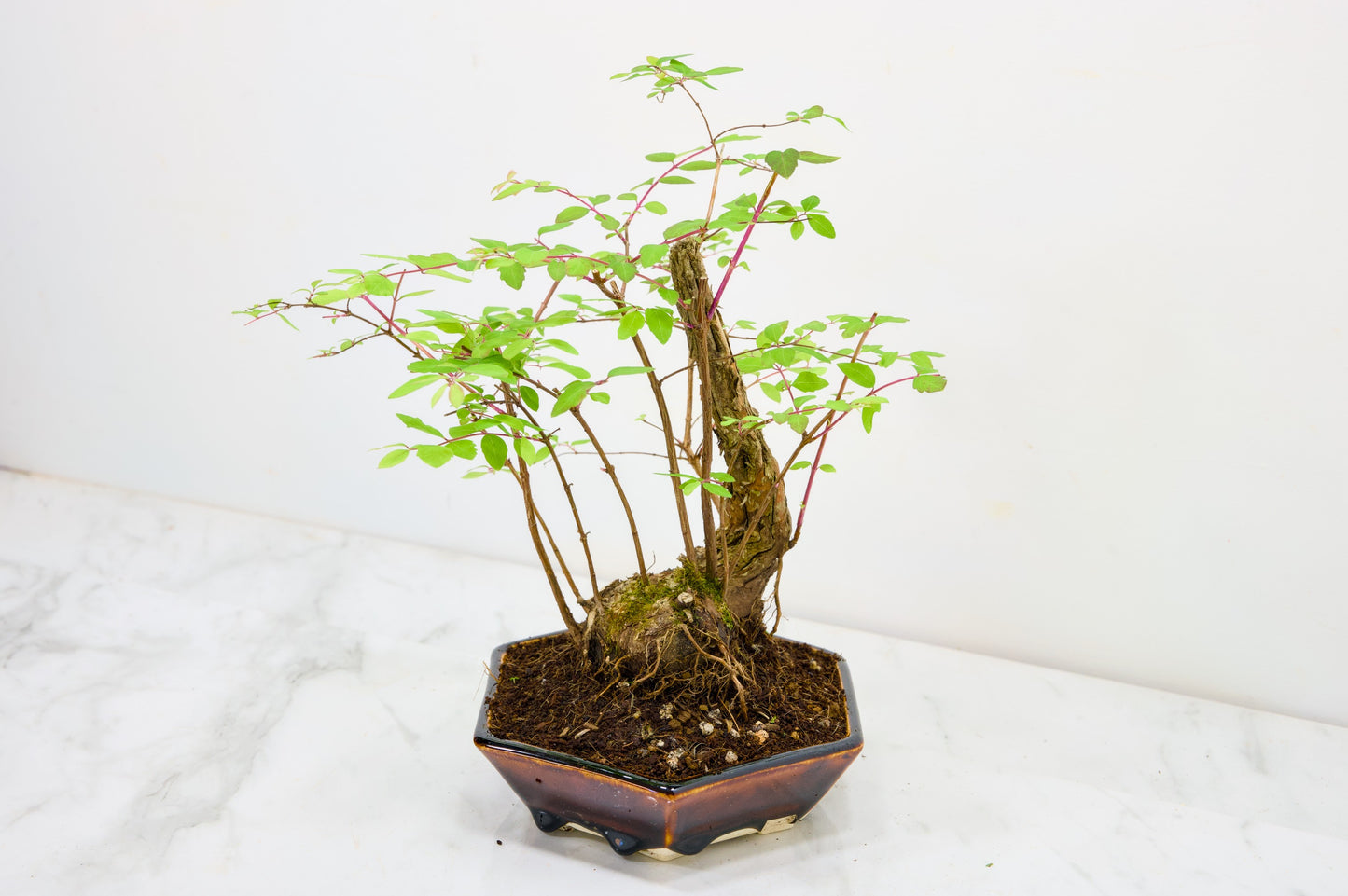 Snow berry - symphoricarpos Bonsai Tree