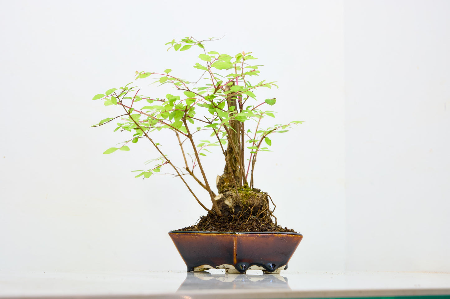 Snow berry - symphoricarpos Bonsai Tree