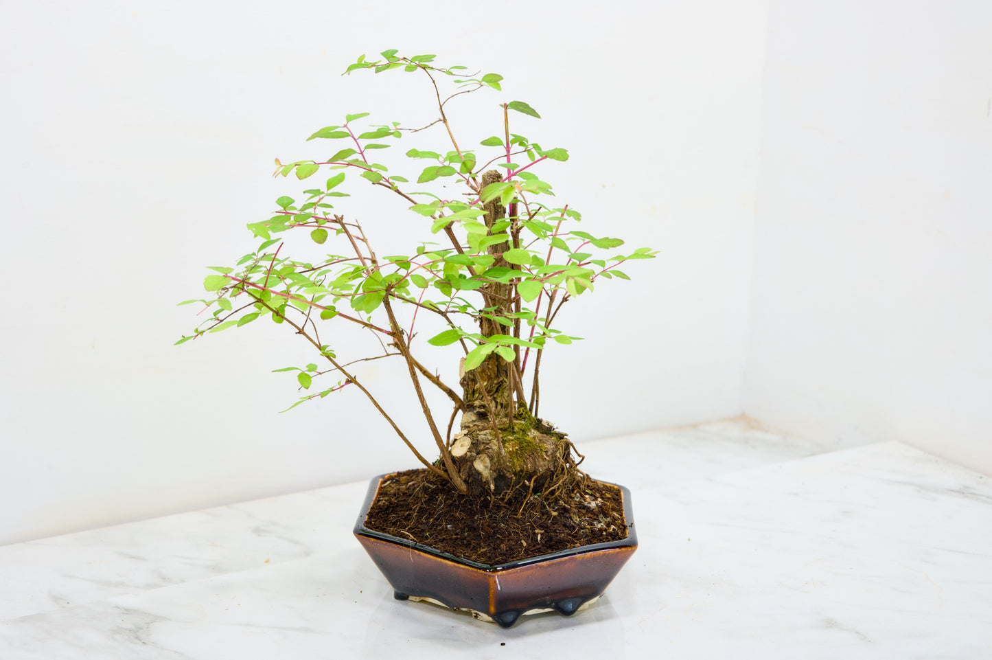 Snow berry - symphoricarpos Bonsai Tree