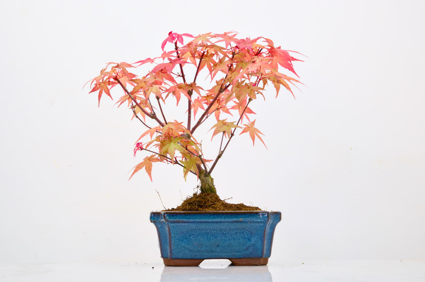 Deshojo Japanese Maple Bonsai & Care Kit