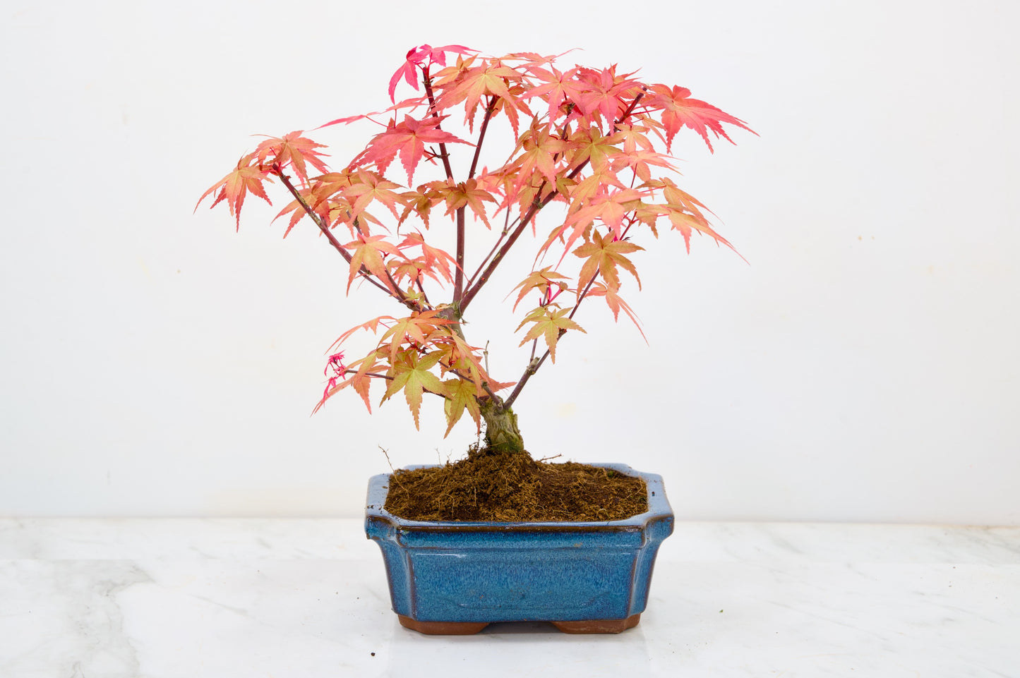 Deshojo Japanese Maple Bonsai & Care Kit