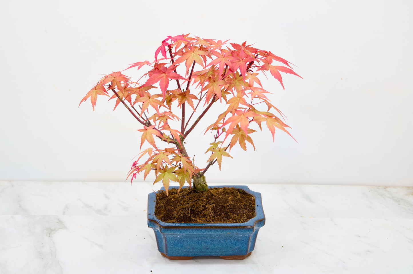 Deshojo Japanese Maple Bonsai & Care Kit