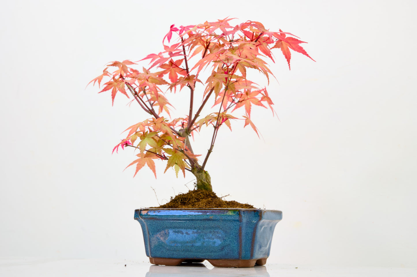 Deshojo Japanese Maple Bonsai & Care Kit