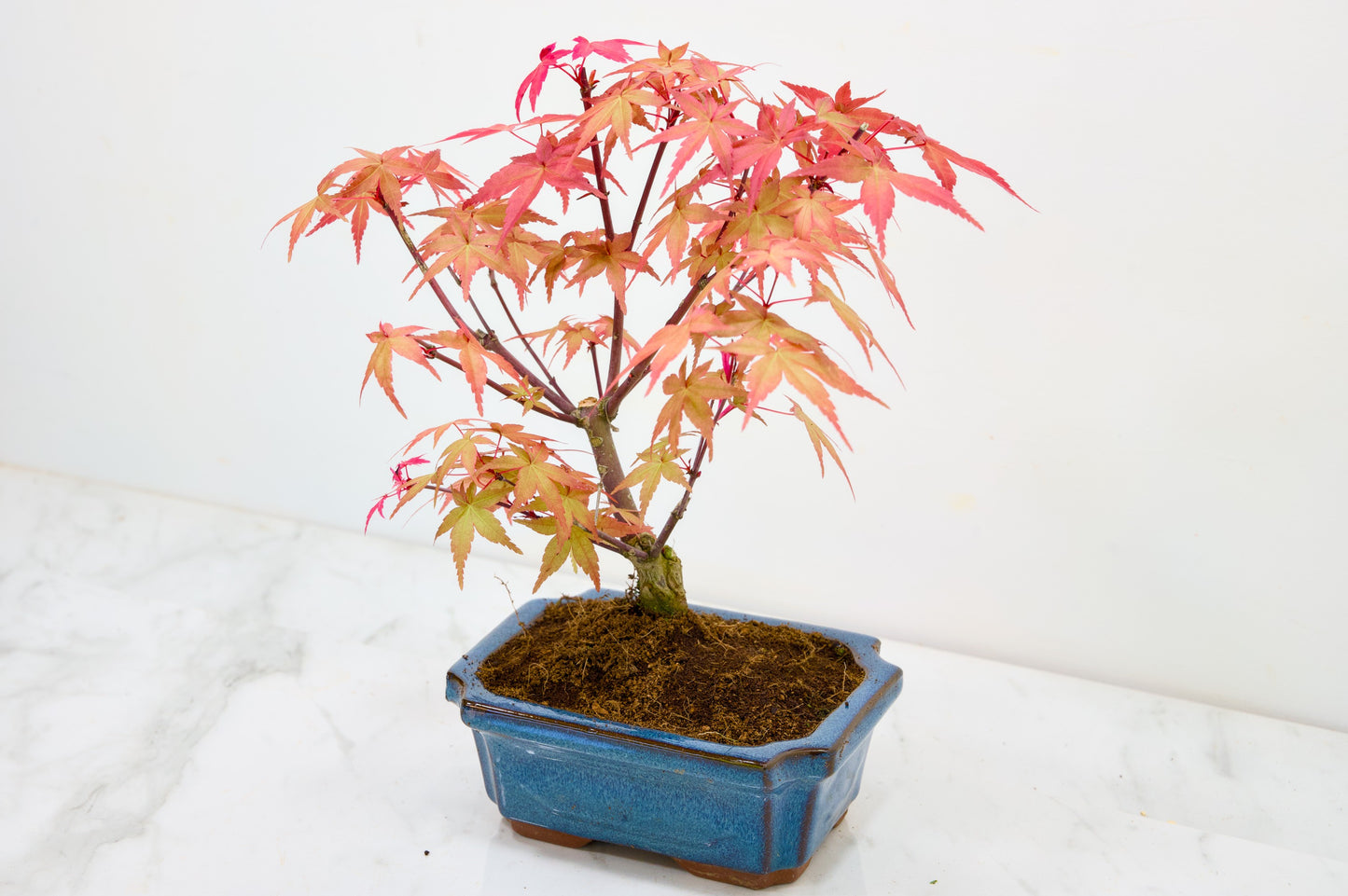 Deshojo Japanese Maple Bonsai & Care Kit