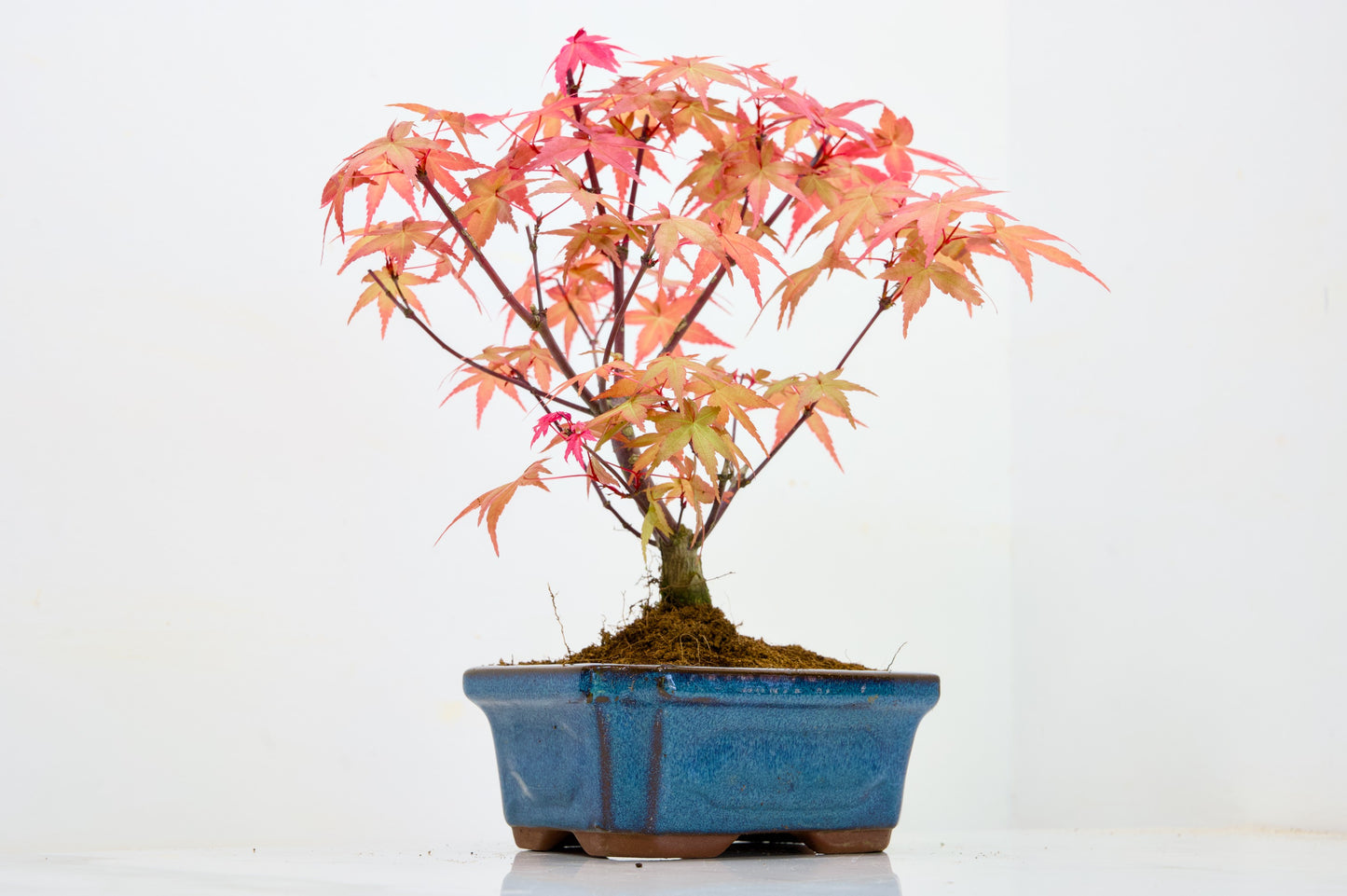 Deshojo Japanese Maple Bonsai & Care Kit