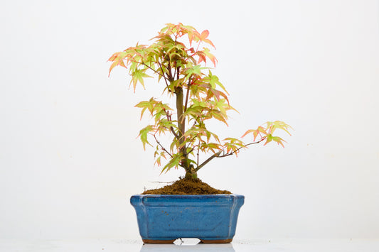 Deshojo Japanese Maple Bonsai & Care Kit