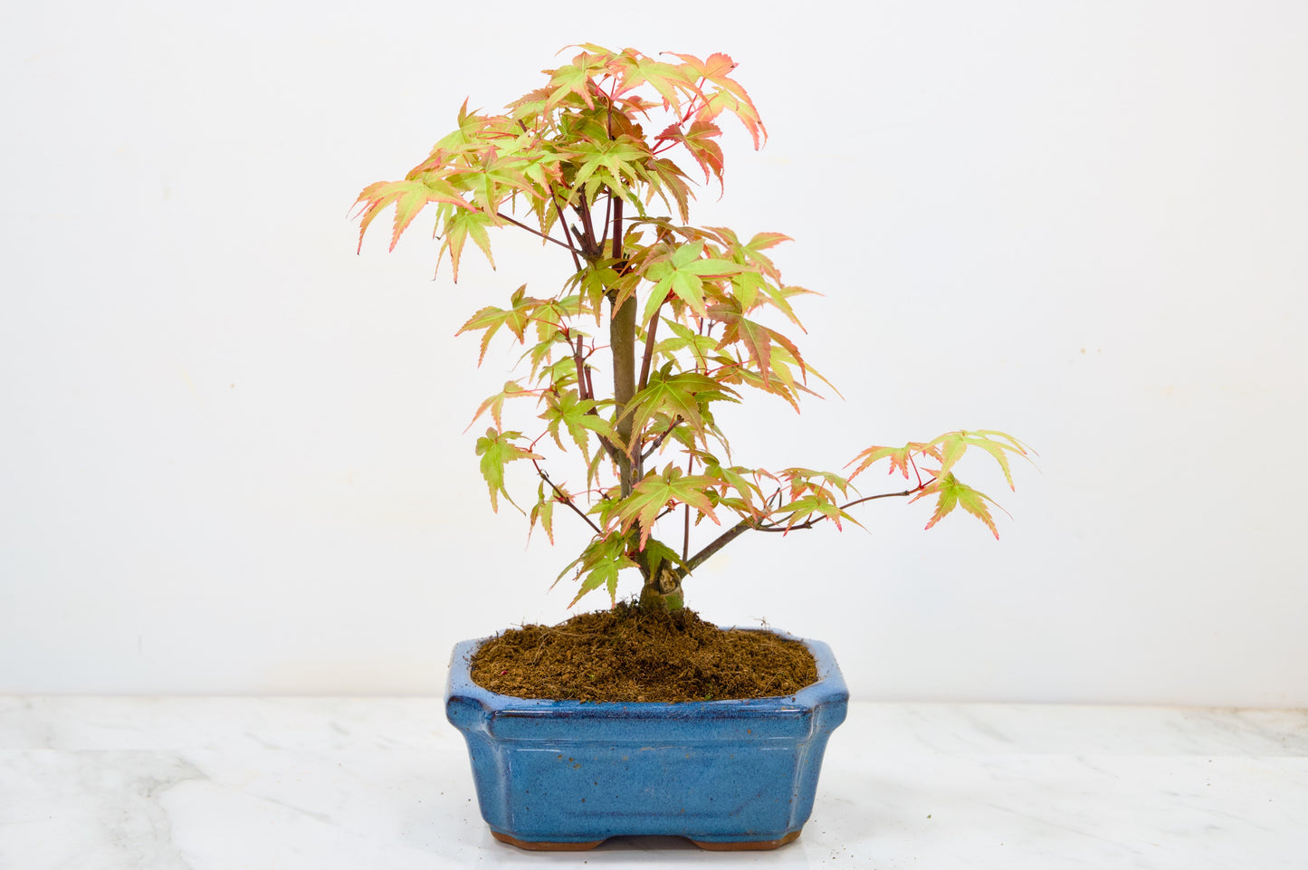 Deshojo Japanese Maple Bonsai & Care Kit