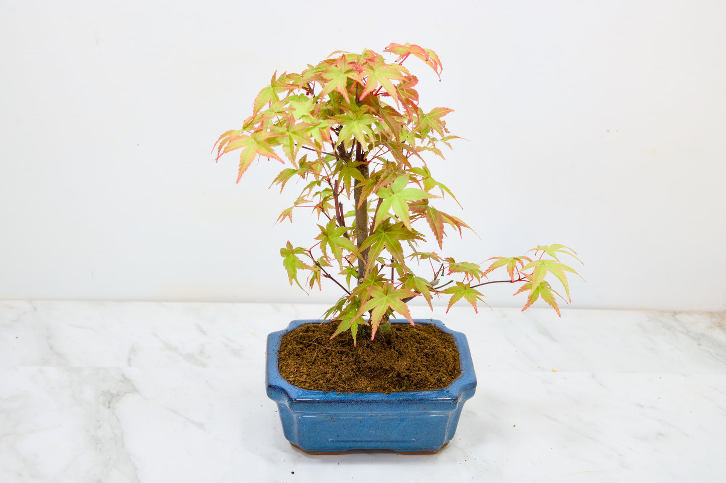 Deshojo Japanese Maple Bonsai & Care Kit