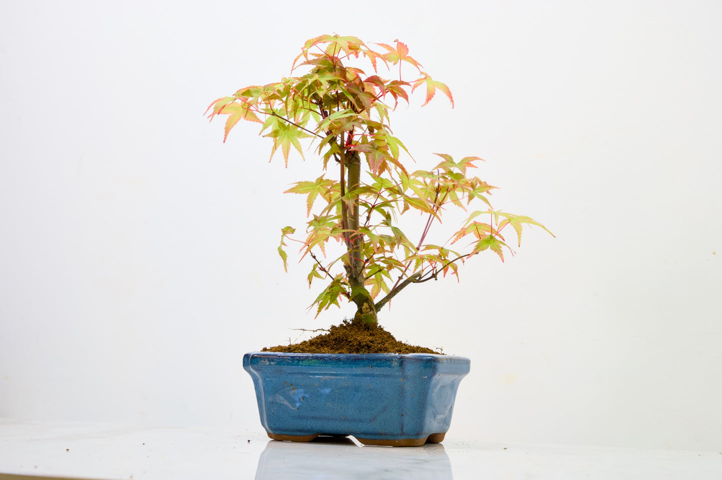 Deshojo Japanese Maple Bonsai & Care Kit