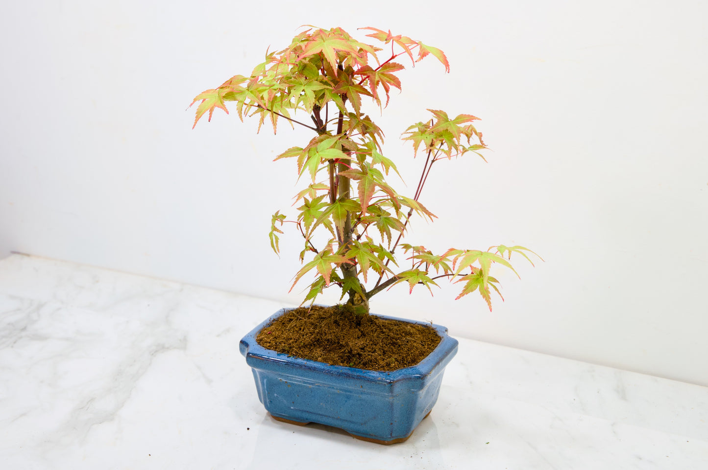 Deshojo Japanese Maple Bonsai & Care Kit