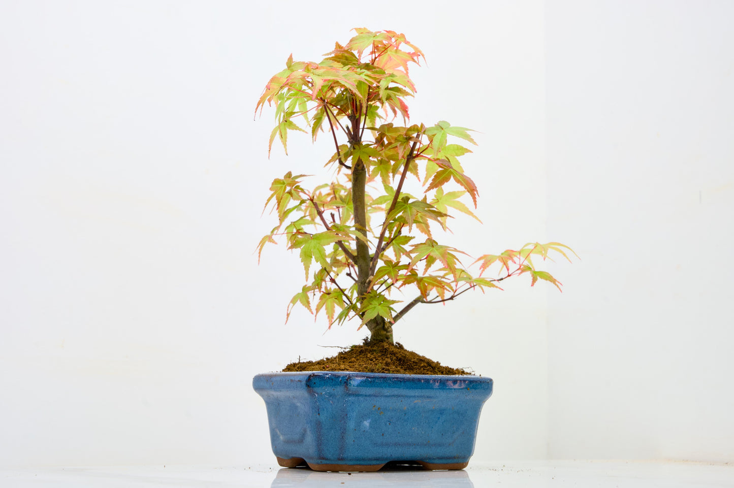 Deshojo Japanese Maple Bonsai & Care Kit