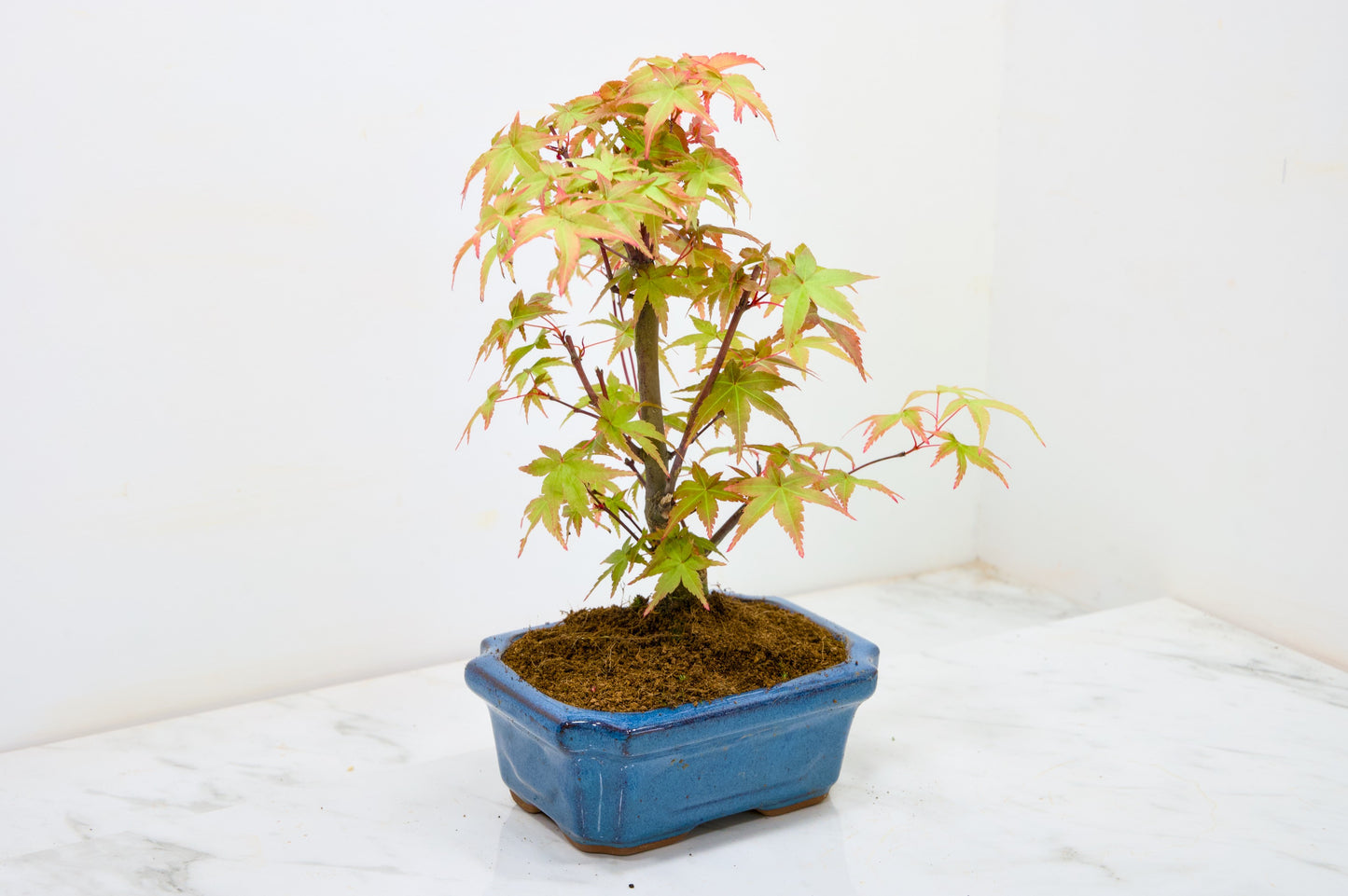 Deshojo Japanese Maple Bonsai & Care Kit