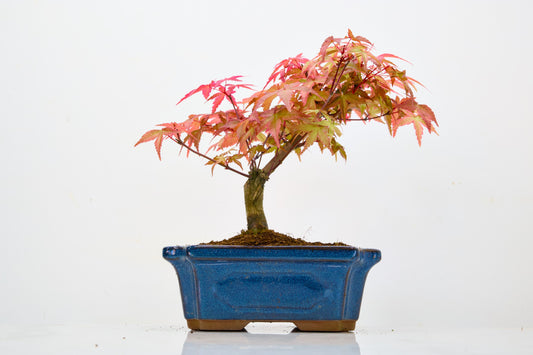 Deshojo Japanese Maple Bonsai & Care Kit