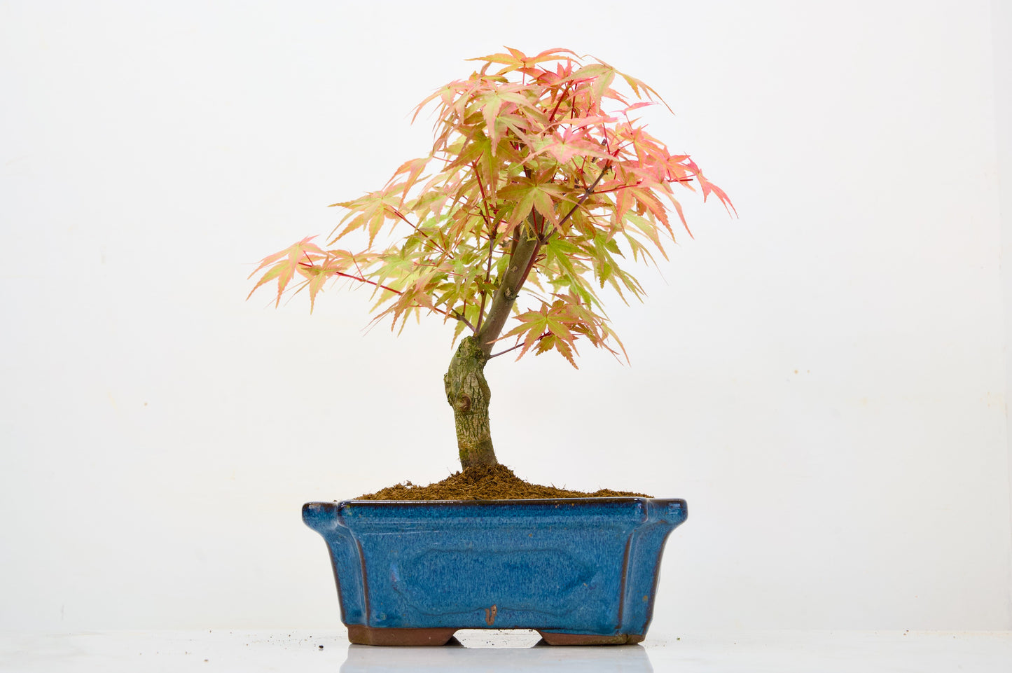 Deshojo Japanese Maple Bonsai & Care Kit