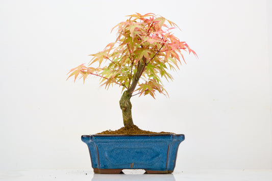 Deshojo Japanese Maple Bonsai & Care Kit